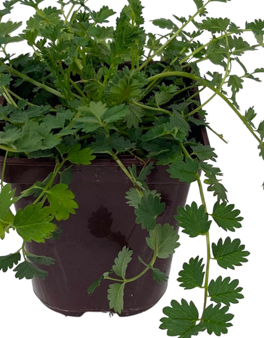 Sanguisorba officinalis 4 Inch - The Garden Corner