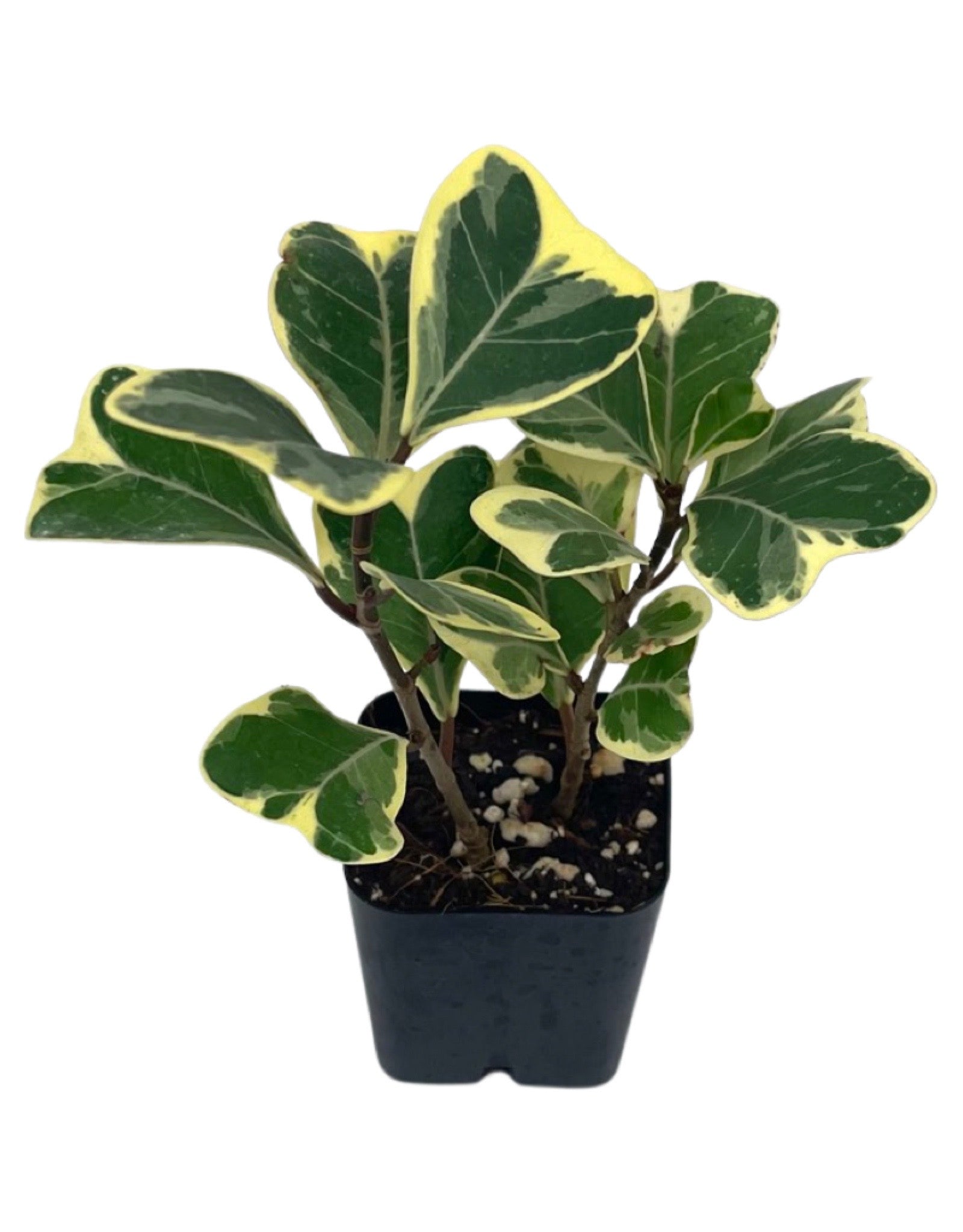 house plants with triangular leaves Ficus triangularis 'Variegata' – The Garden Corner