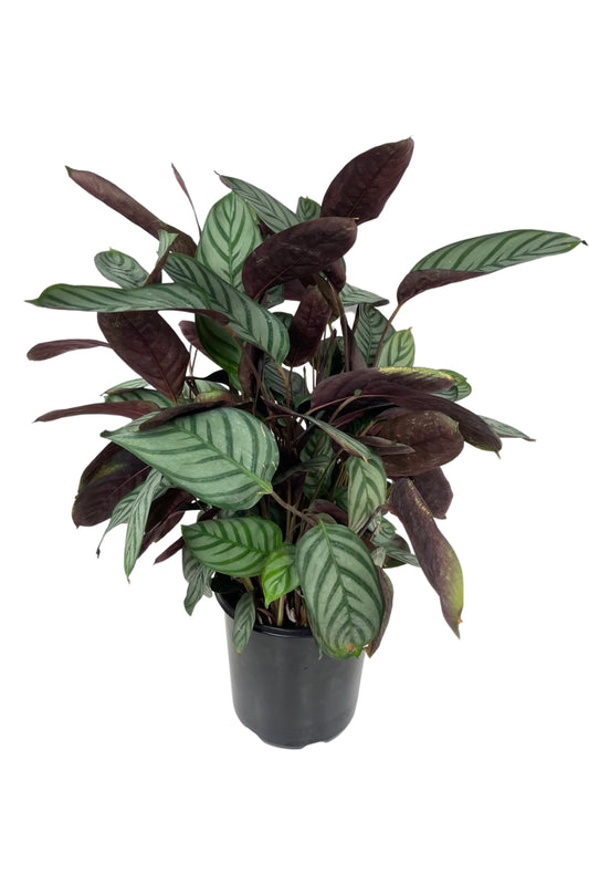 Ctenanthe setosa - House Plants