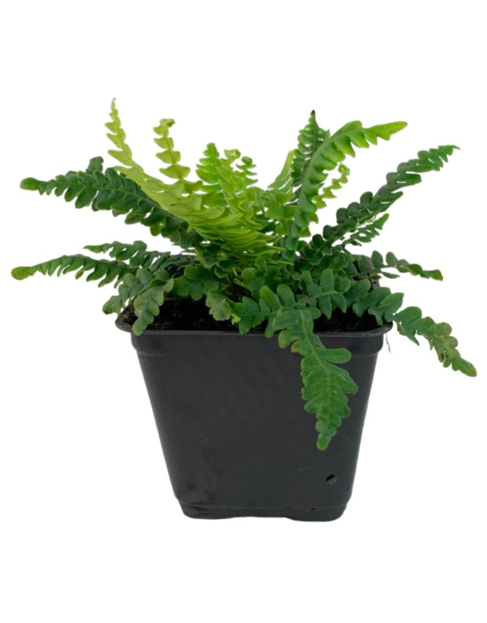 Blechnum spicant 'Deer Fern' - The Garden Corner