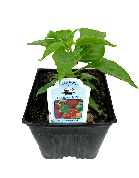 Pepper 'Habanero'