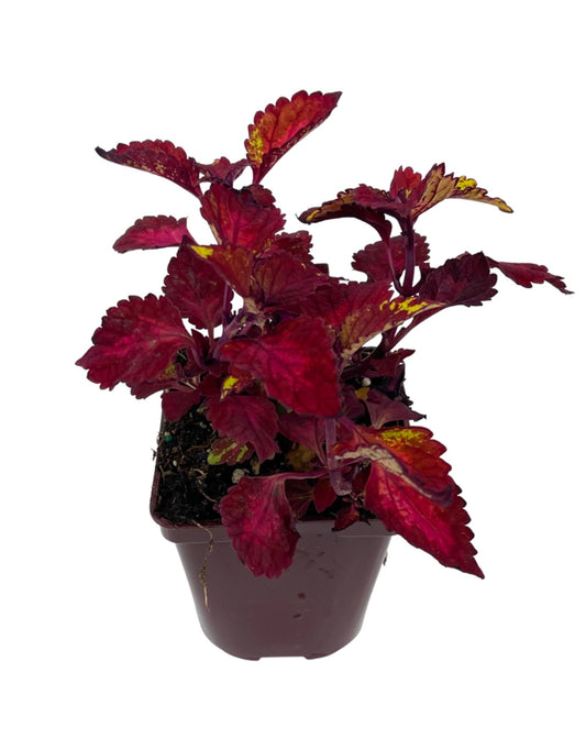 Coleus 'CC Hottie'