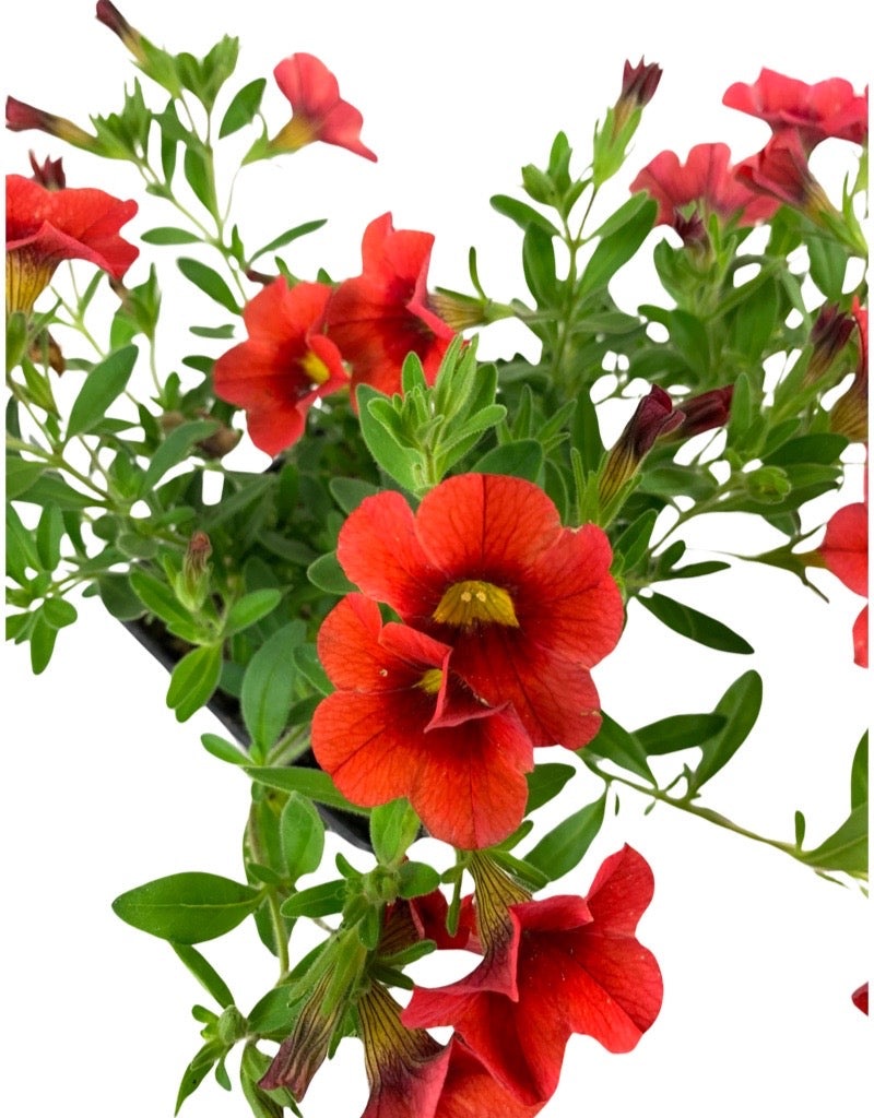 Calibrachoa 'Callie Deep Orange'