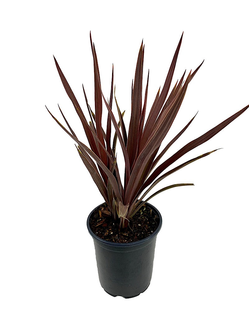 Cordyline australis 'Red Star'
