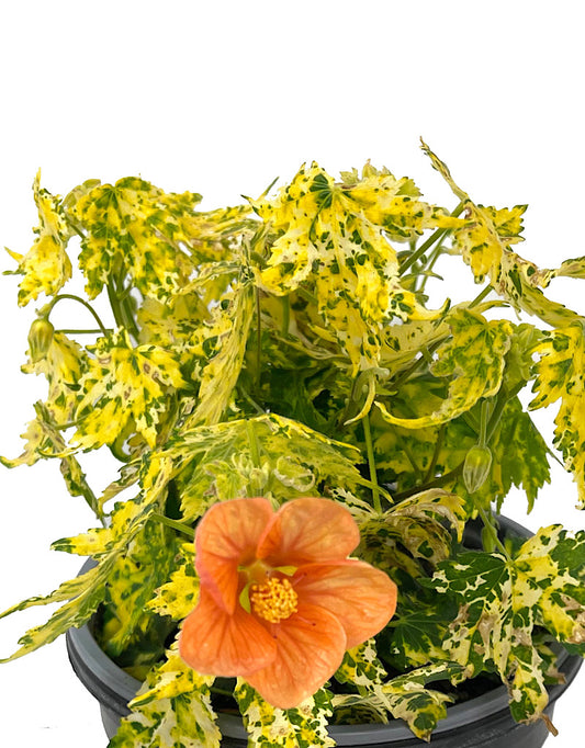 Abutilon pictum 'Thompsonii'