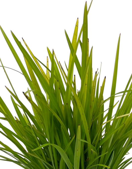 Dianella caerulea 'Little Becca'