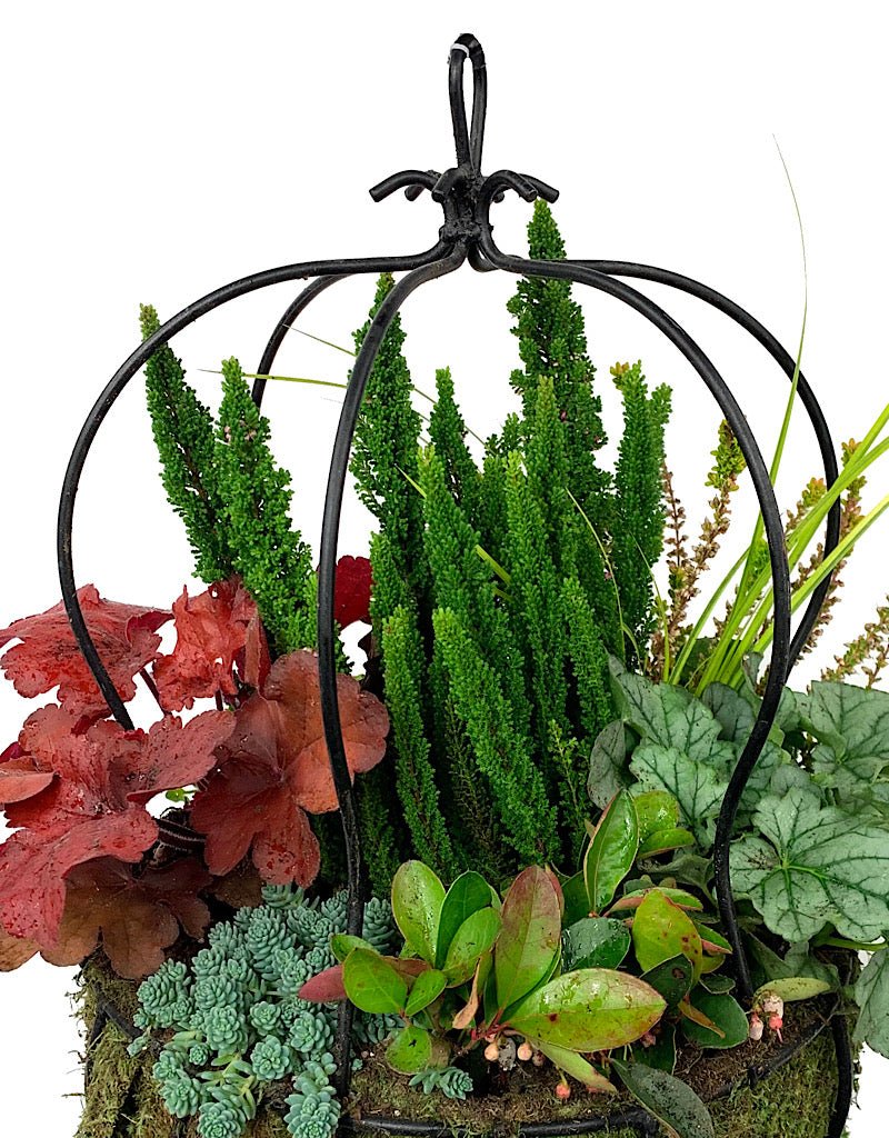 Hanging Garden 50 - The Garden Corner