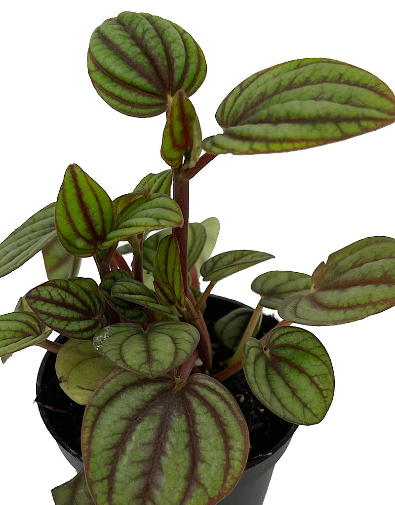 Peperomia 'Piccolo Banda'