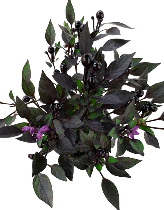 Capsicum annuum 'Onyx Red' 4 Inch