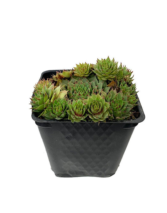 Sempervivum 'Red Beauty' 4 inch - The Garden Corner