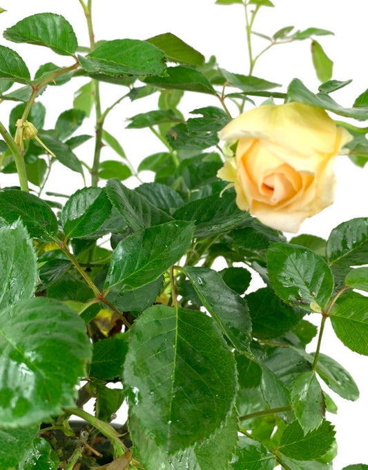 Rosa 'Eau de Parfum Bubbly'