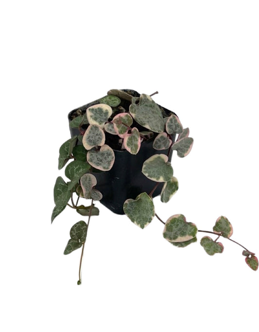 Ceropegia woodii 'Variegata'