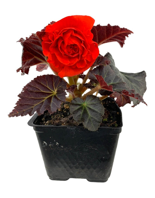Begonia 'Nonstop Mocca Orange'