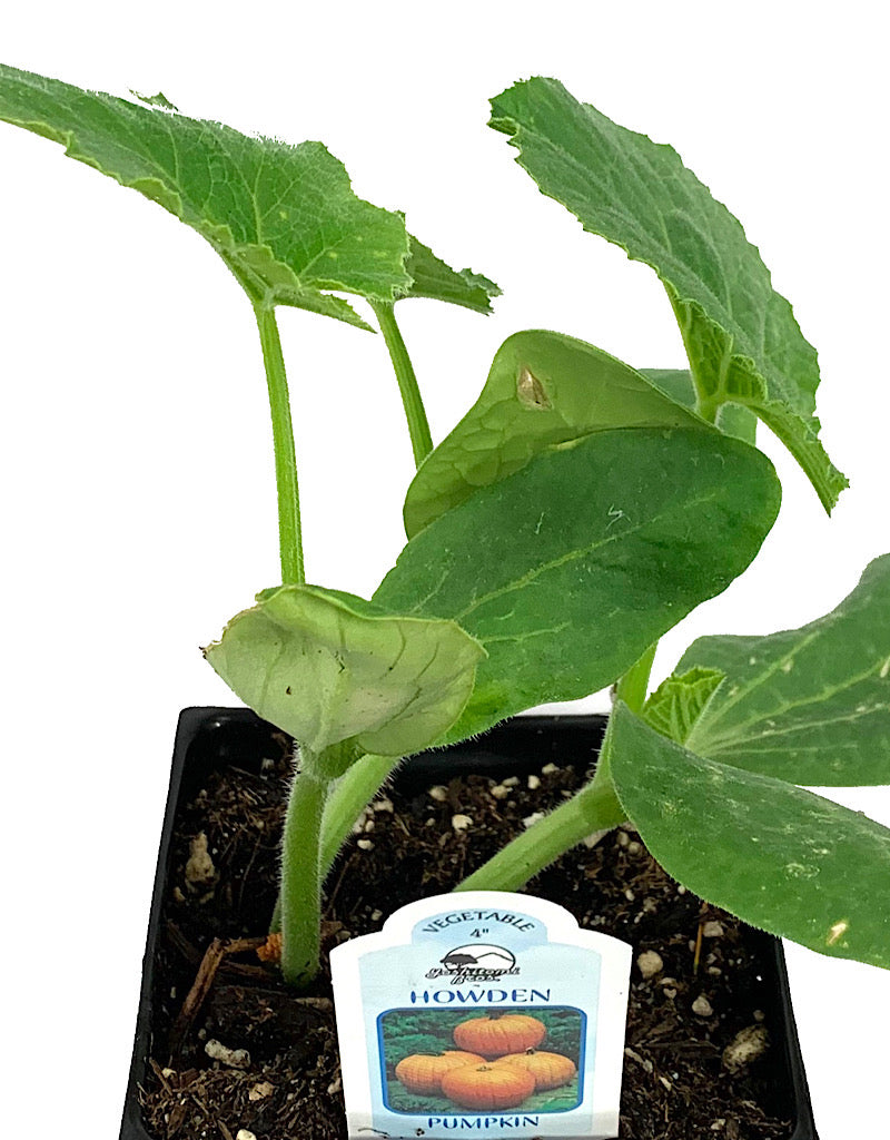 Pumpkin 'Howden' 4 Inch