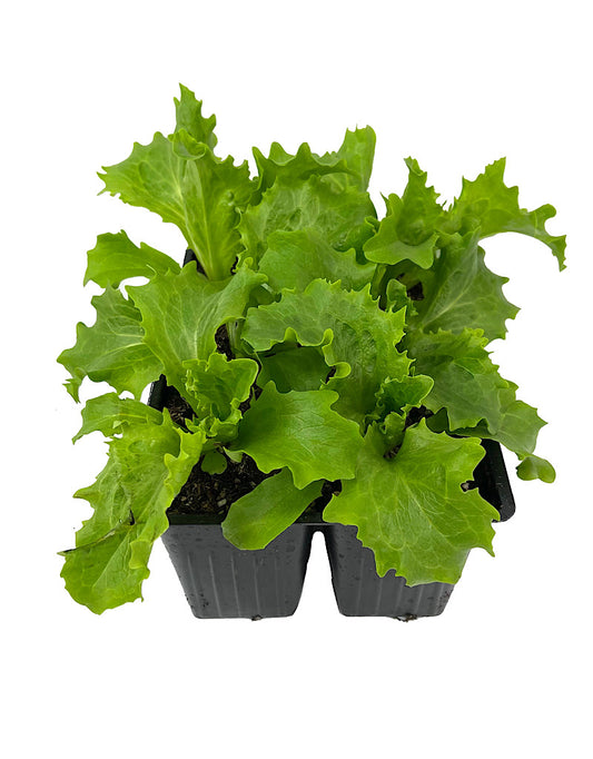 Lettuce 'Great Lakes Iceberg'