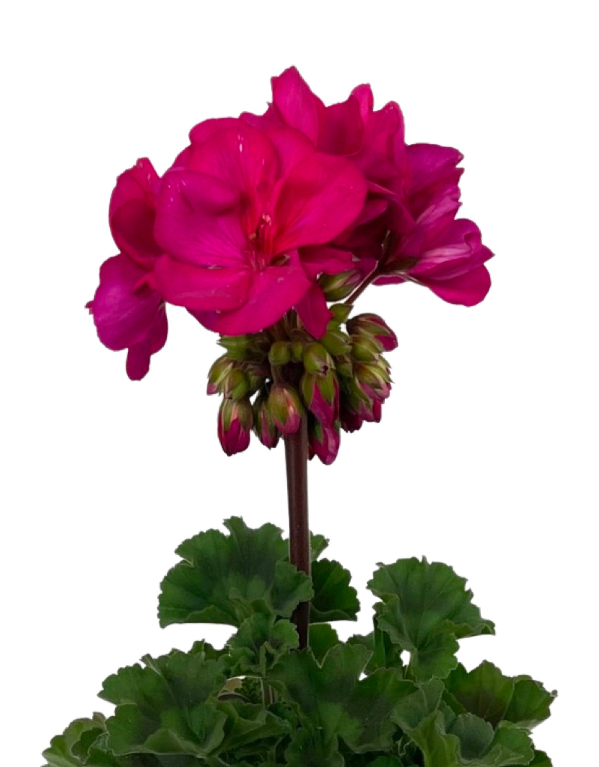 Geranium Presto Geranium Zonal 'Presto Violet' – The Garden Corner