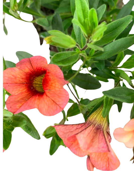 Calibrachoa 'Callie Mango'