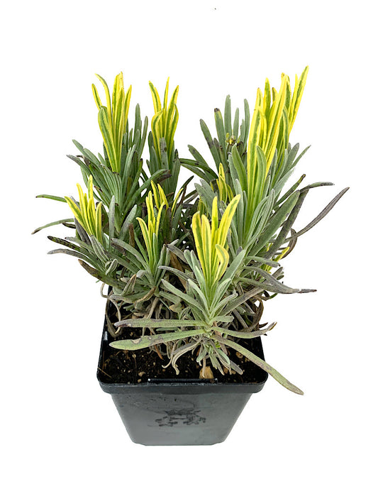 Lavandula angustifolia 'Platinum Blonde'