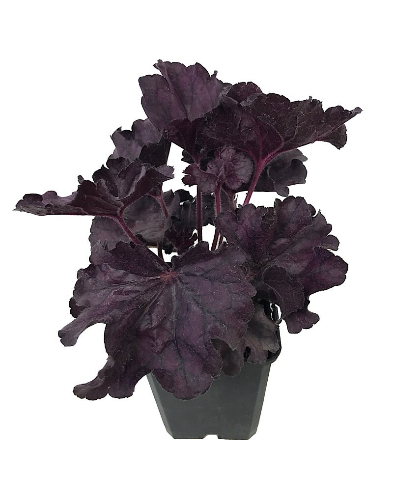 Heuchera 'Forever Purple' - Perennials