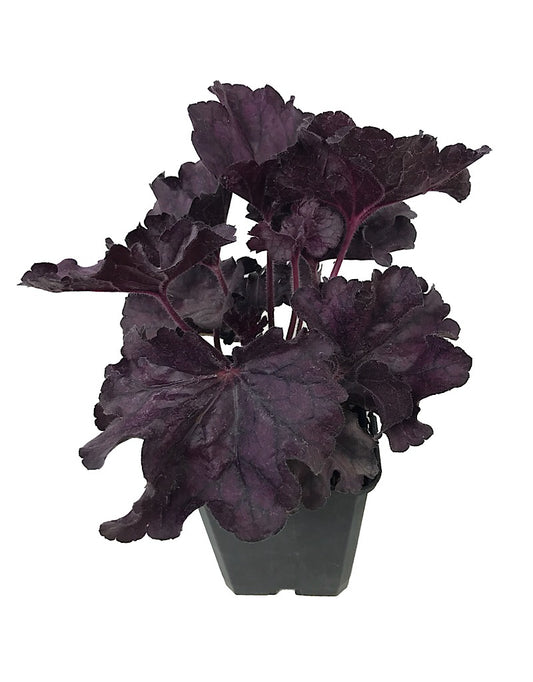 Heuchera 'Forever Purple' - Perennials
