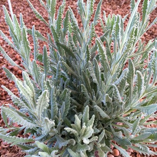 Lavandula 'Goodwin Creek' 1 Gallon
