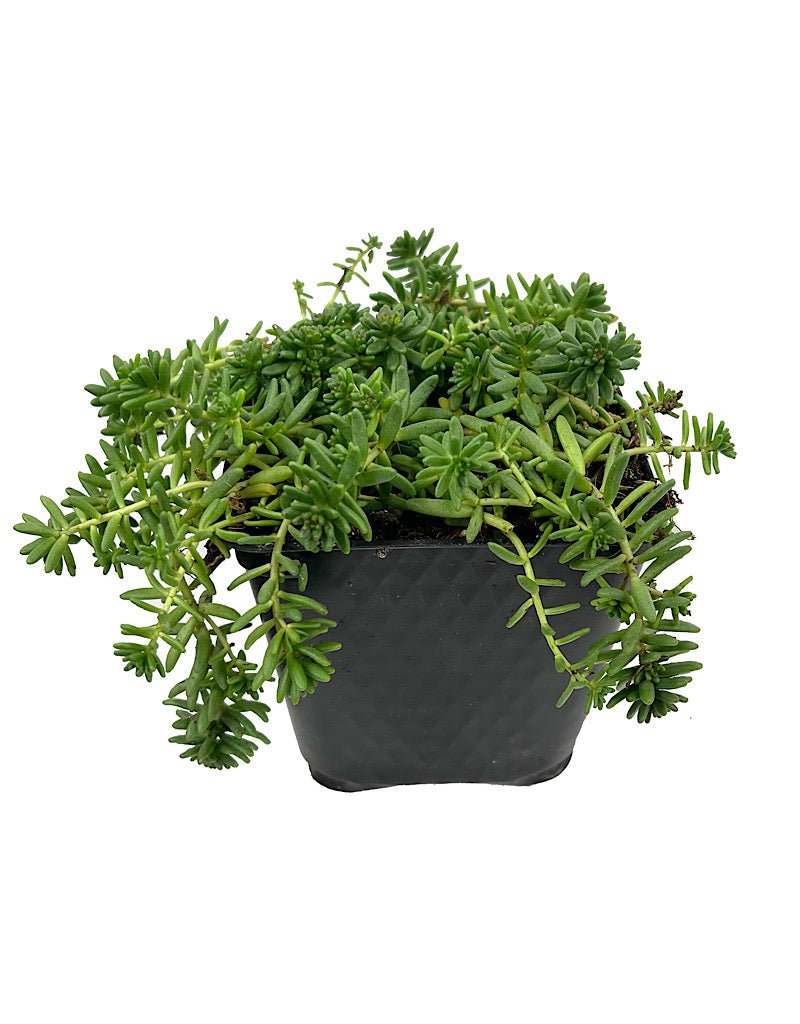 sedum album succulent Sedum album 'Murale' 4 inch – The Garden Corner