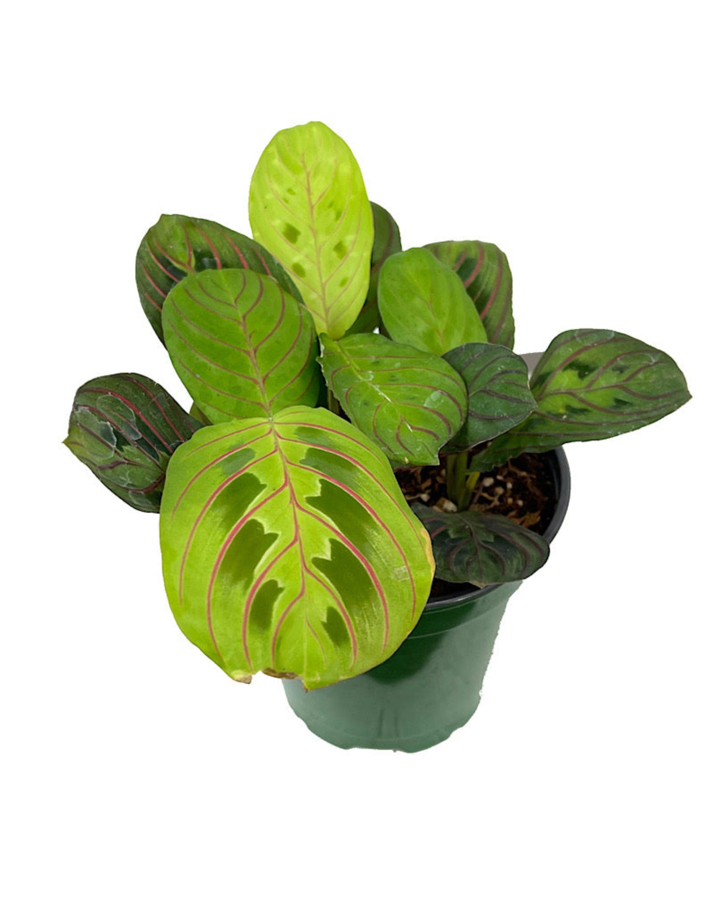 Maranta 'Prayer Plant'
