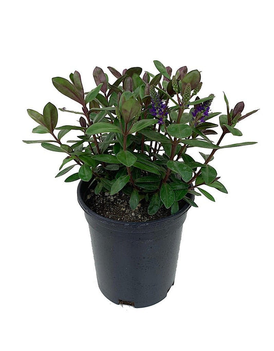 Hebe 'Amy' - The Garden Corner