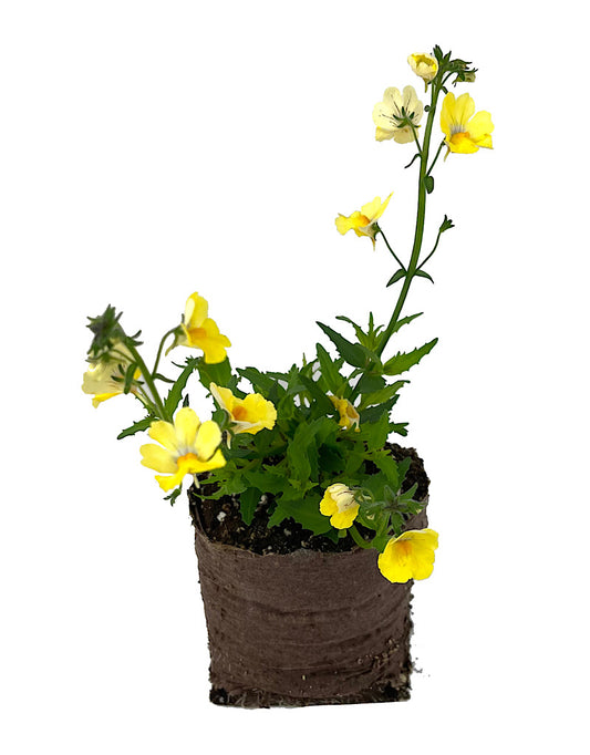 Nemesia 'Sunsatia Lemon Improved'