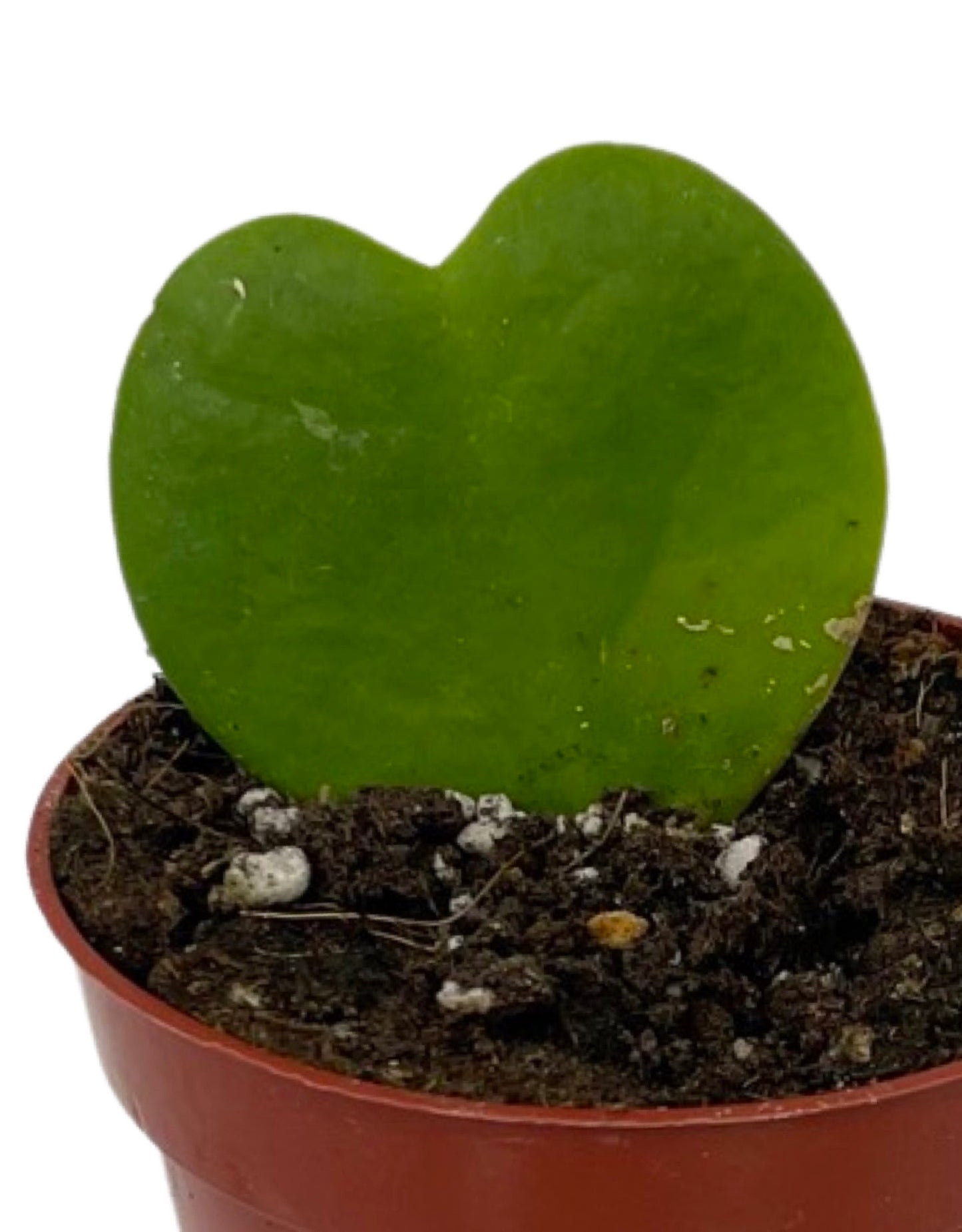 Hoya kerrii