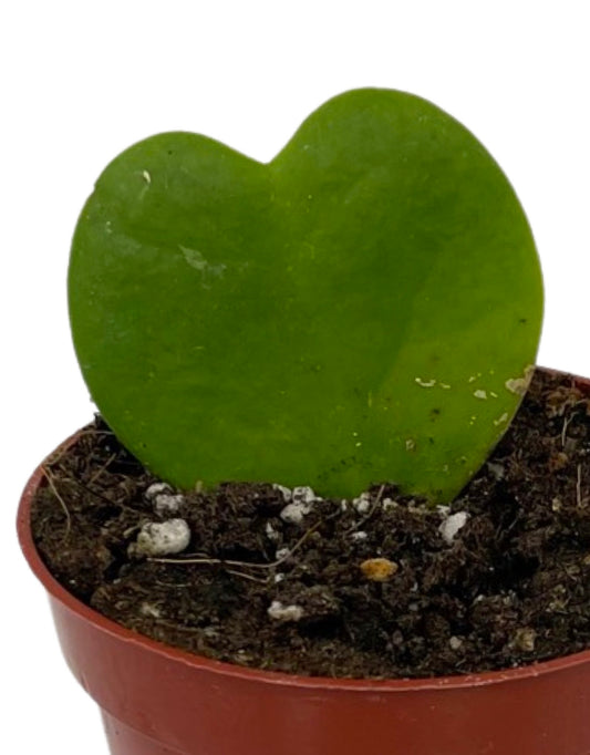 Hoya kerrii - The Garden Corner
