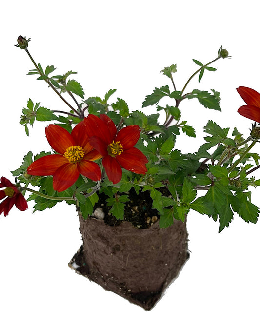 Bidens 'Bidyboom Red'