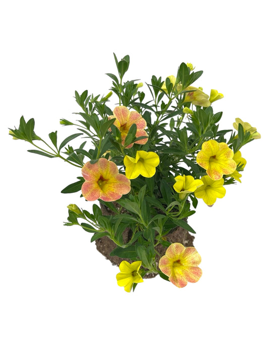 Calibrachoa 'Cha-Cha Diva Apricot'