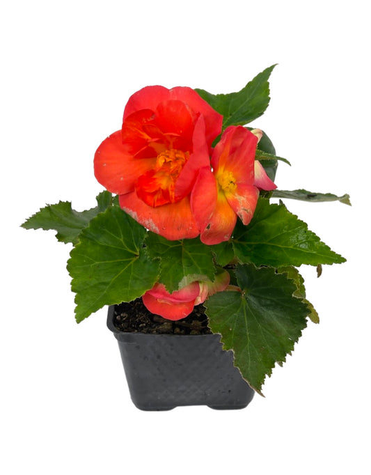 Begonia 'Nonstop Sunset'