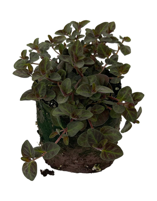 Lysimachia 'Midnight Sun' 4 Inch