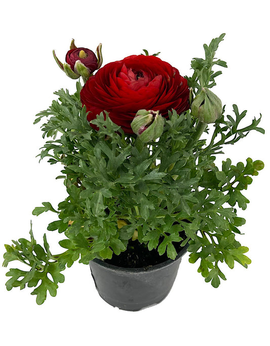 Ranunculus asiaticus 'Sprinkles Red' 4 Inch