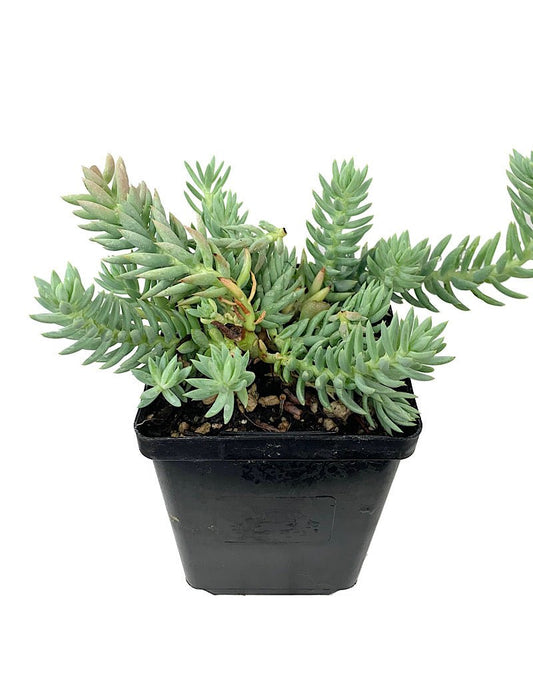 Sedum s. 'Spanish Blue Select' 4 inch - The Garden Corner