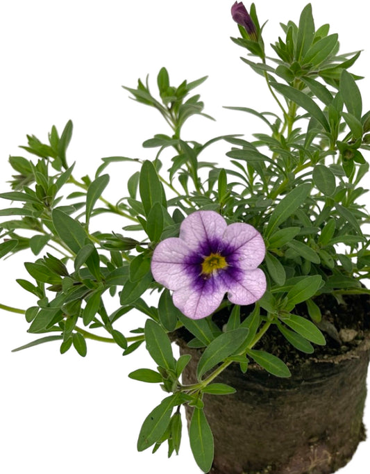 Calibrachoa 'Bloomtastic Serenity'
