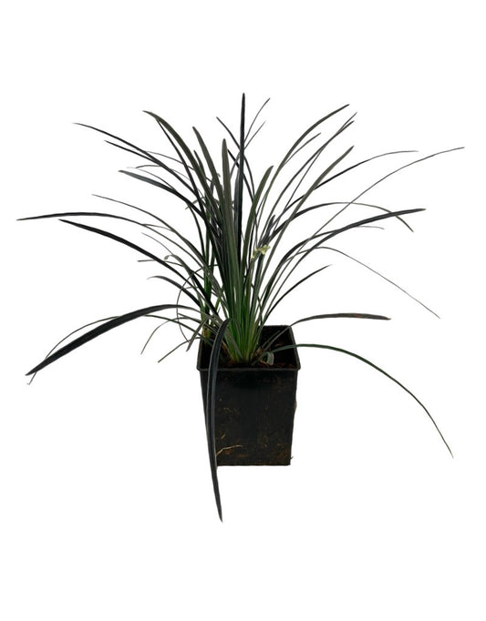 Ophiopogon planiscapus 'Edge of Night'
