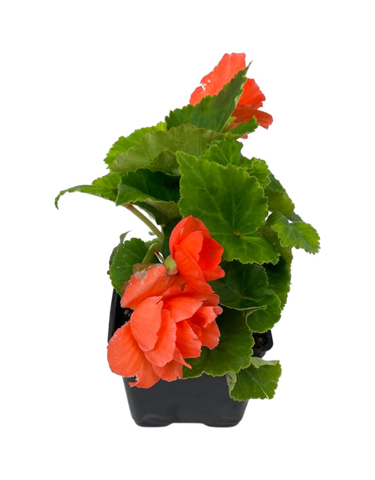Begonia 'Nonstop Salmon'