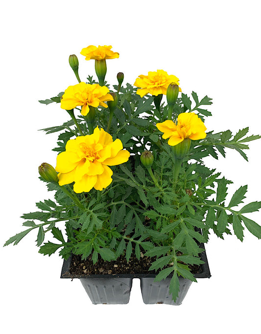 Marigold 'Safari Yellow'  Jumbo Traypack