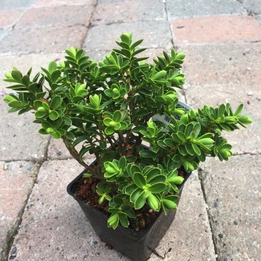 Hebe buxifolia - The Garden Corner