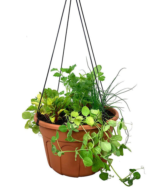 Edible Hanging Garden 2 - The Garden Corner