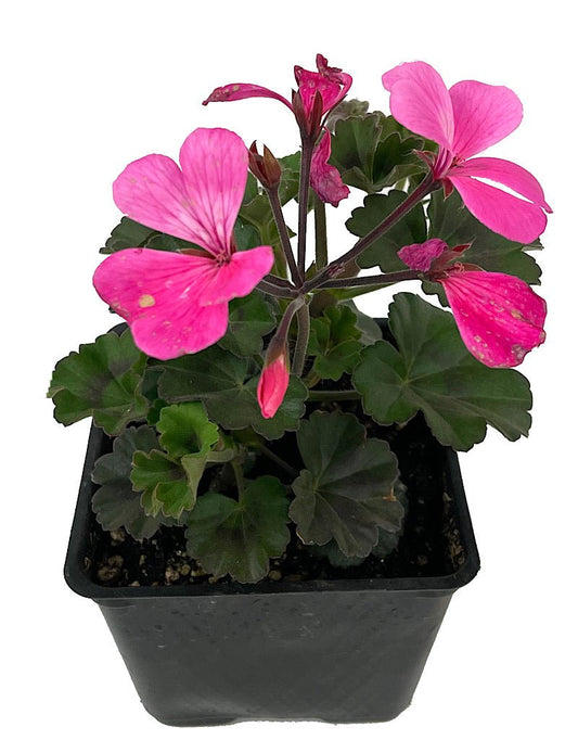 Geranium Zonal 'Caliente Pink' - The Garden Corner