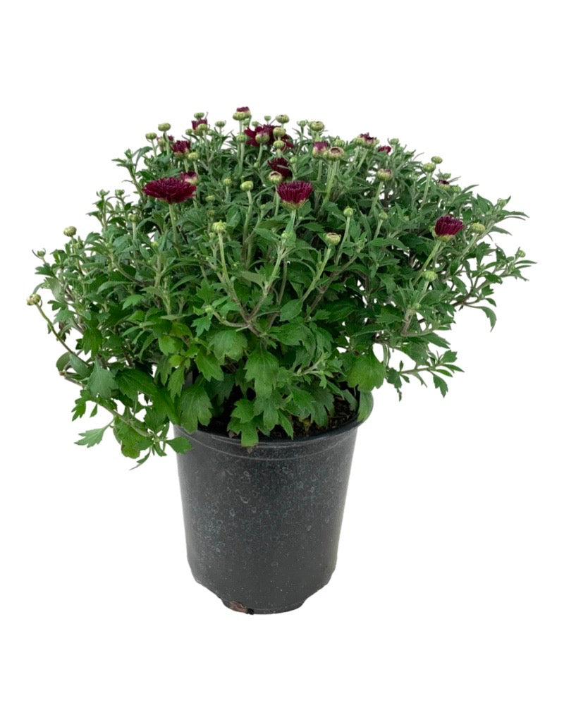 Garden Mum