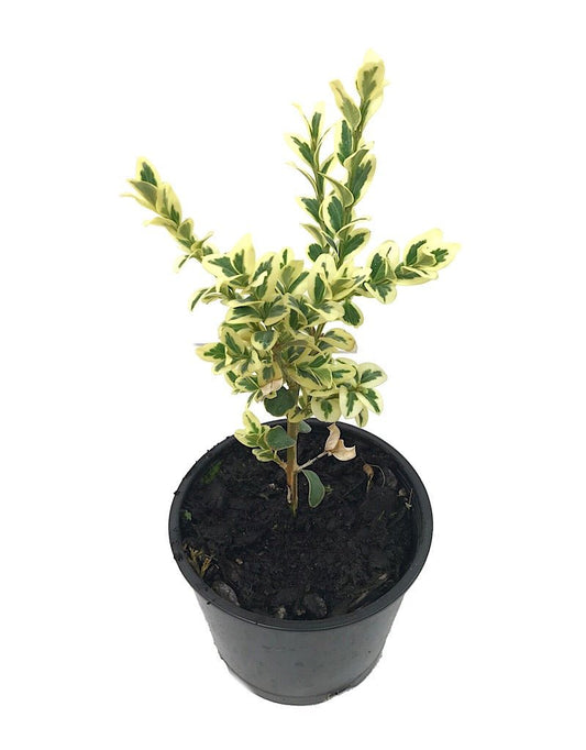 Buxus sempervirens 'Aureo variegata' - 4 inch - The Garden Corner