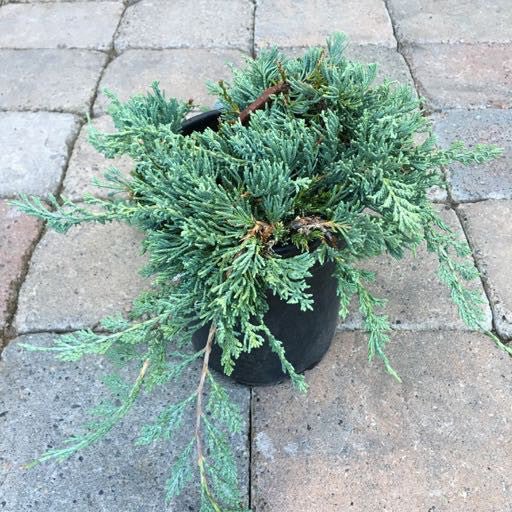 Juniperus horizontalis 'Wiltoni' - 1 gal - The Garden Corner