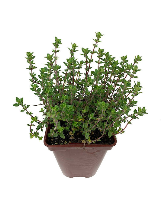 Thymus vulgaris 'English Wedgewood 4 Inch - The Garden Corner
