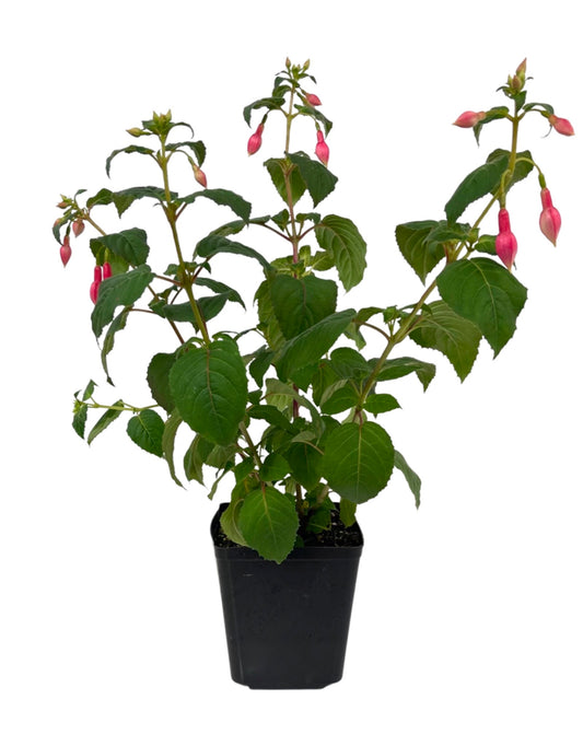 Fuchsia 'Yolanda Franck' - The Garden Corner