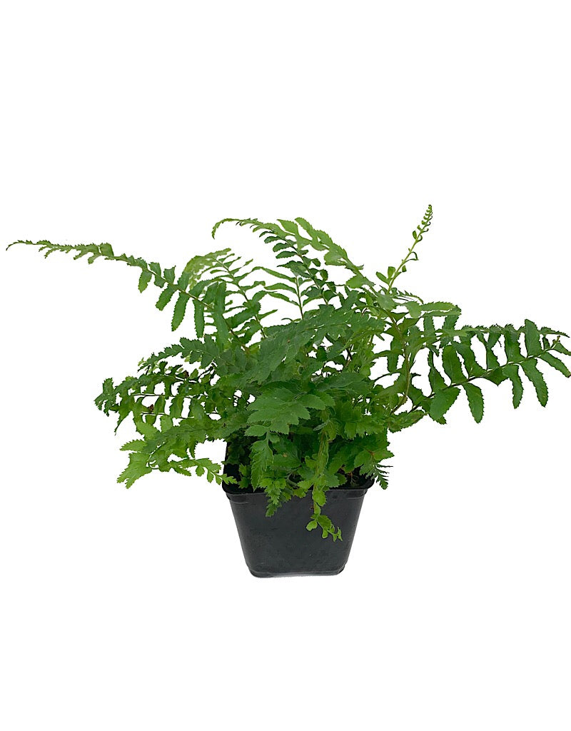 Polystichum munitum 'Western Sword Fern'
